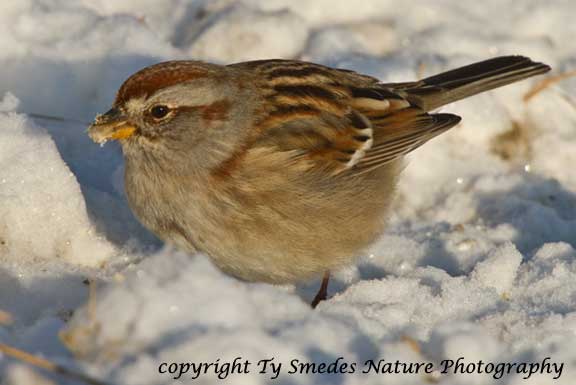 American Tree Sparrow