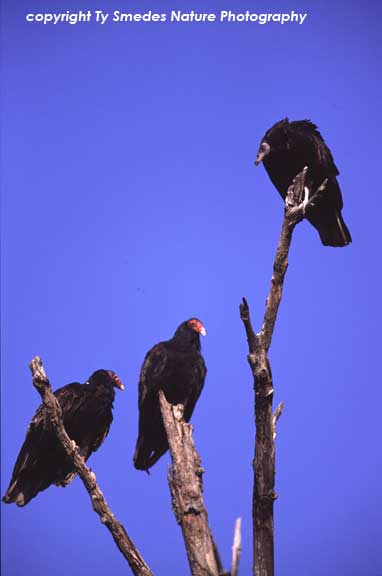 Turkey Vultures