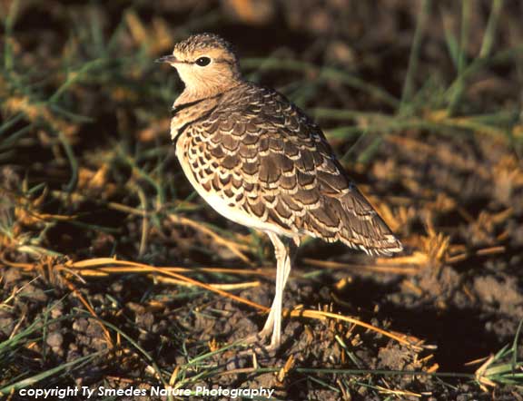 Two-banded Courser, Serengeti National Park, Tanzania