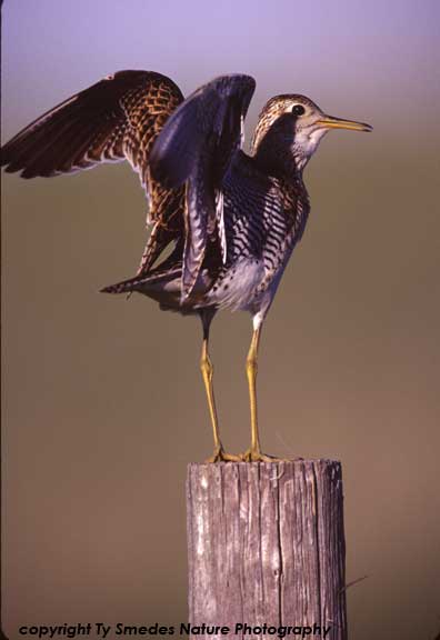 Upland Sandpiper