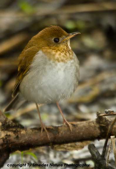 Veery