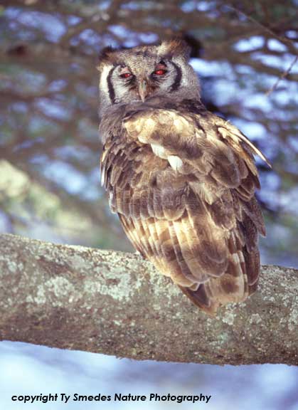 Verraux Eagle Owl, Serengeti National Park, Tanzania