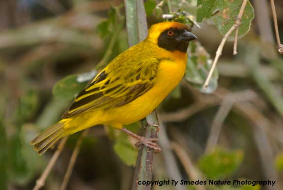 Vitaline Masked Weaver, Ngorongoro Conservation Area, Tanzania