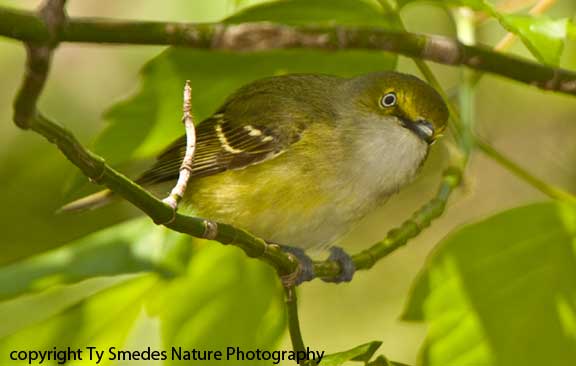 White-eyed Vireo