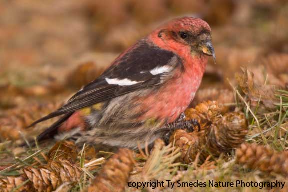 Male White-winged Crossbill, eating pine seeds