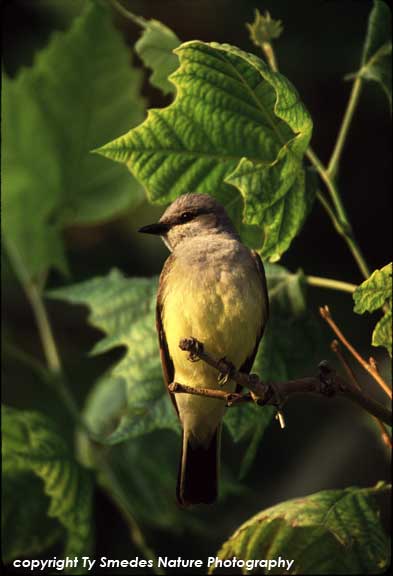 Western Kingbird