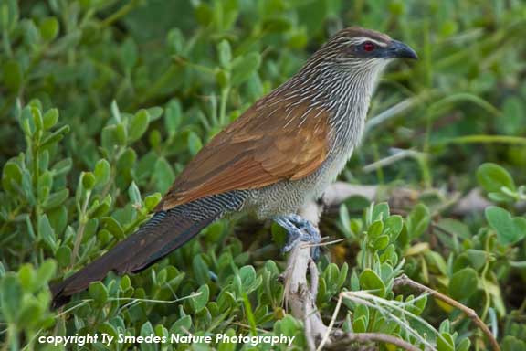 White-browed Coucal, Amboseli National Park, Kenya