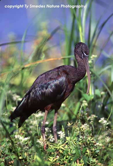 White-faced Ibis