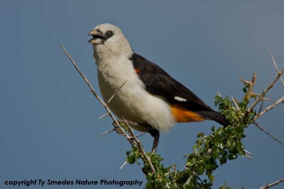White-headed Buffalo Weaver, Samburu National Park, Kenya 
