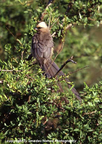 White-headed Mousebird in Samburu National Park, Kenya