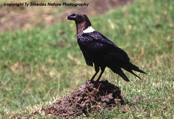 White-naped Raven, Ngorongoro Crater, Tanzania