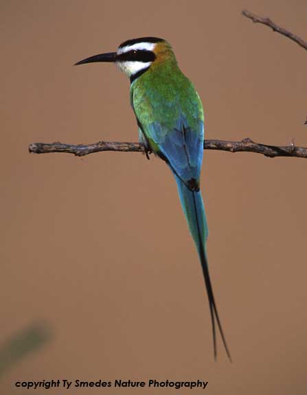 White-throated Bee-eater, Samburu National Park, Kenya
