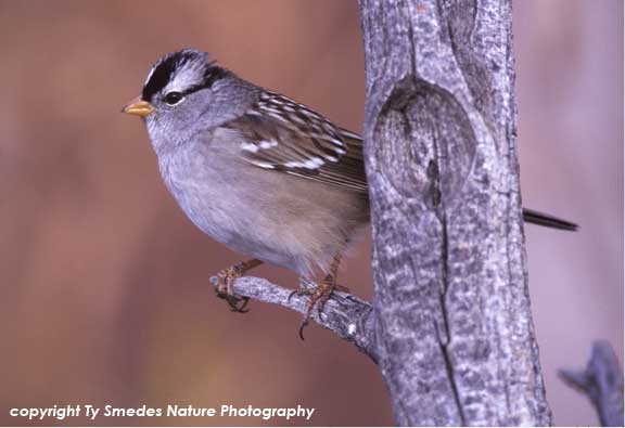 White Crowned Sparrow