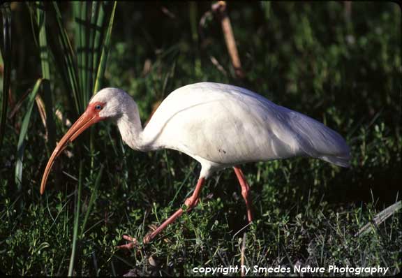 White Ibis