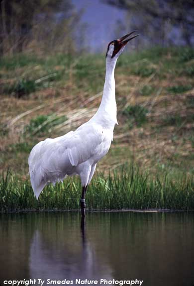 Whooping Crane