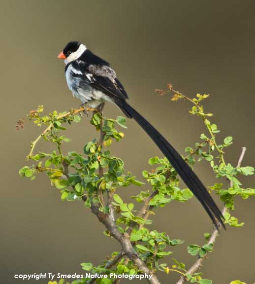 Pintailed Whydah, Serengeti National Park,Tanzania