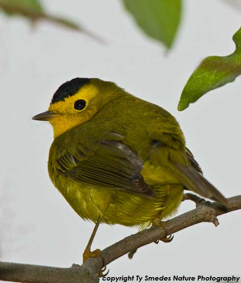 Wilson's Warbler