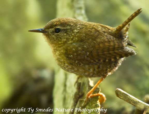 Winter Wren