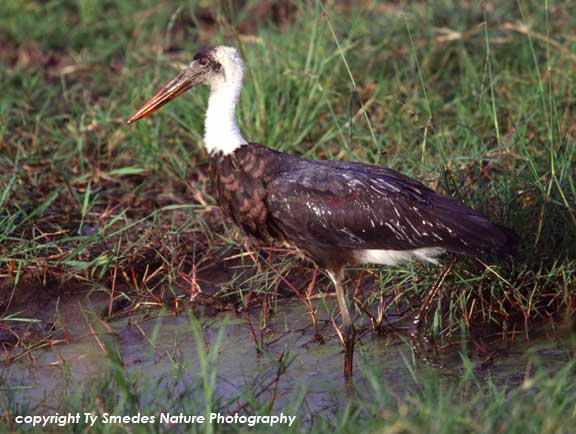 Wolly-necked Stork in the Masai Mara of Kenya