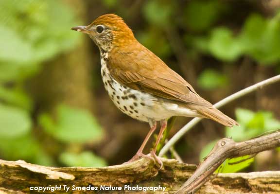 Wood Thrush