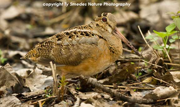 Woodcock