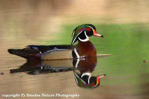 Wood Duck Drake at Beaver Bottoms wetland, Granger IA