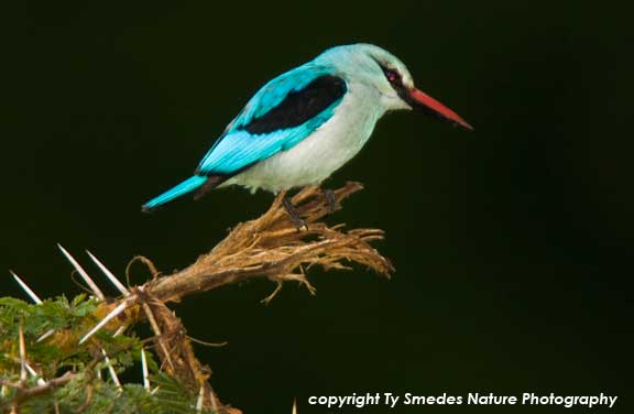 Woodland Kingfisher, Ngorongoro Crater, Tanzania