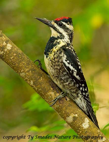 Yellow-bellied Sapsucker - female