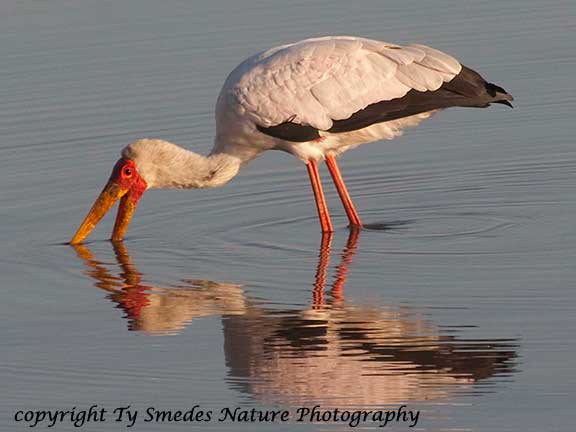 Yellow-billed Stork, Botswana