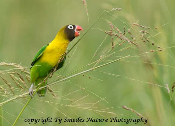 Yellow-collared Love Bird, Tarangire National Park, Tanzania