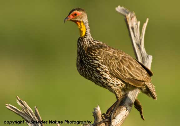 Yellow-necked Spurfowl , Serengeti National Park, Tanzania