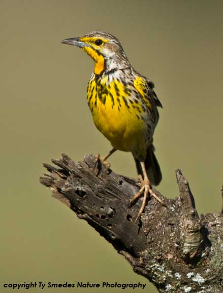 Yellow-throated Longclaw, Serengeti National Park,Tanzania