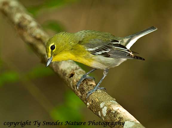 Yellow-throated Vireo