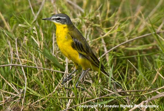Yellow Wagtail, Amboseli National Park, Kenya