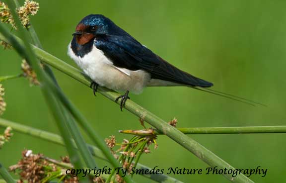 Barn Swallow, Ngorongoro Crater, Tanzania