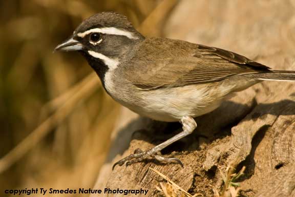 Black-throated Sparrow