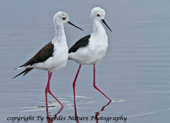 Black-Winged Stilt pair, Lake Masek, Tanzania