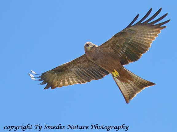 Black Kite, Ngorongoro Crater, Tanzania