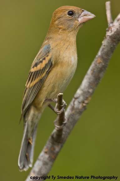 Blue Grosbeak (female)