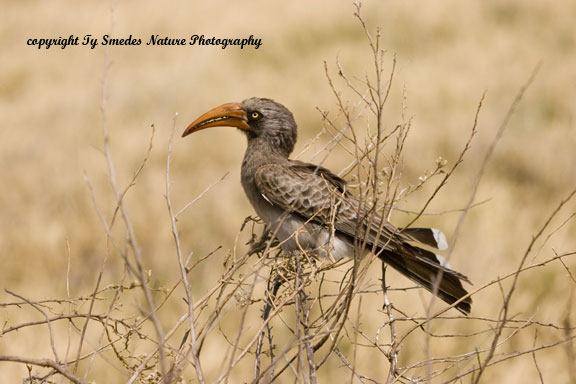 Bradfield's Hornbill, Chobe National Park, Botswana