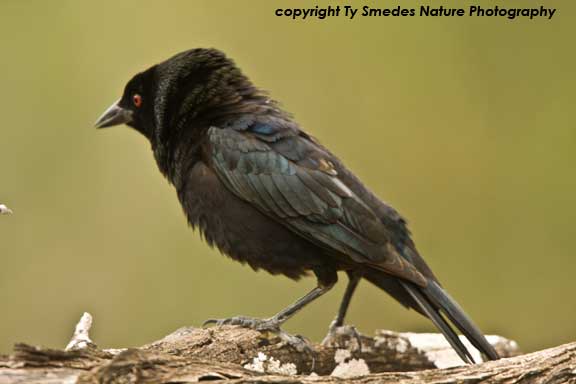 Bronzed Cowbird