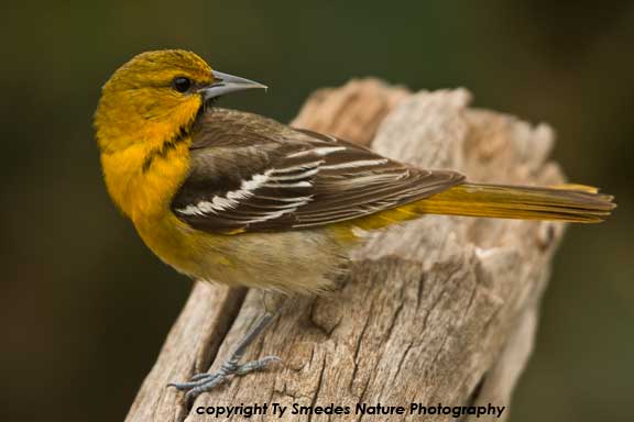 Bullock's Oriole (female)