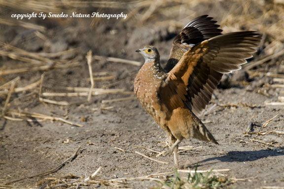 Burchell's Sandgrouse, Chobe National Park, Botswana