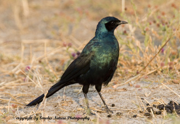 Burchell's Starling, Chobe National Park, Botswana
