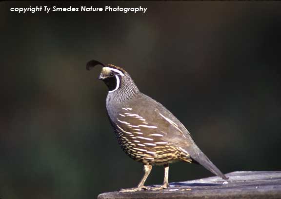 California Quail