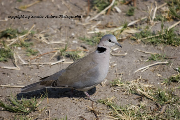 Cape Turtle Dove, Chobe National  Park, Botswana