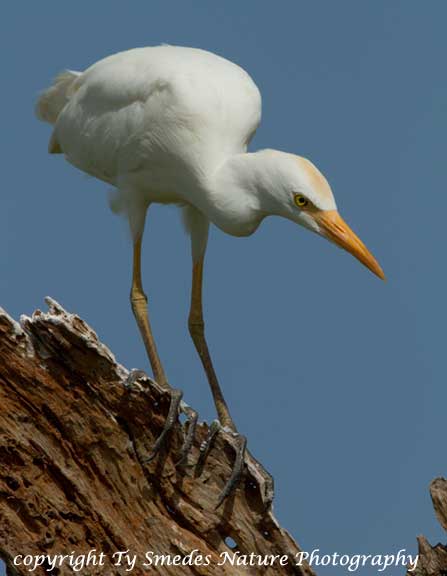 Cattle Egret, Tarangirie National Park, Tanzania