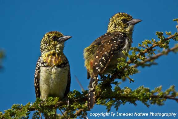 d'Arnaud's Barbet, Serengeti National Park, Tanzania
