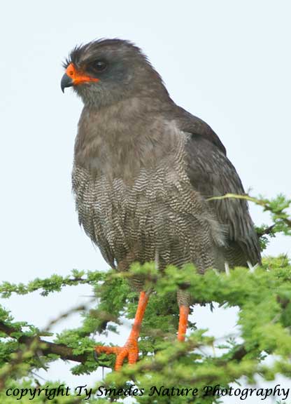 Dark Chanting Goshawk, Serengeti National Park, Tanzania