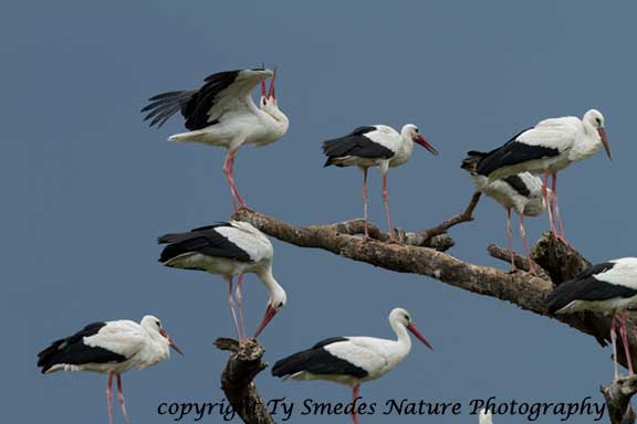 European White Stork in Serengeti National Park, Tanzania